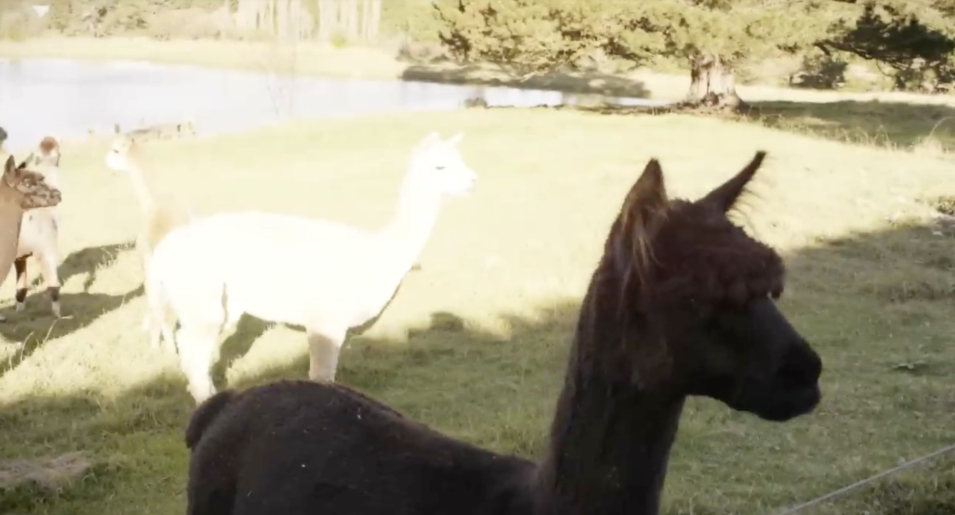A small herd of alpacas roams near the water’s edge, where grassy fields meet reflective stillness — a tranquil scene that highlights the farm’s connection to nature. From a video dated July 20, 2015. | Source: YouTube/Vogue