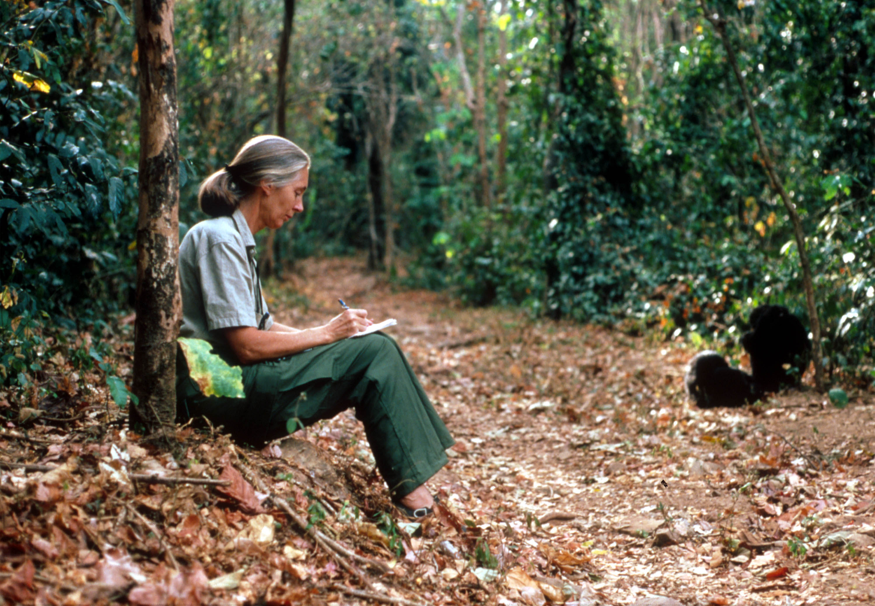Jane Goodall studies the behavior of a chimpanzee during her research in Tanzania on February 15, 1987 | Source: Getty Images