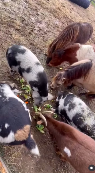 Bacon's attachment to the animals became strong enough to influence what he eats. He later explained that having pigs and goats made those animals difficult for him to think of as food. | Source: Instagram/kyrasedgwickofficial