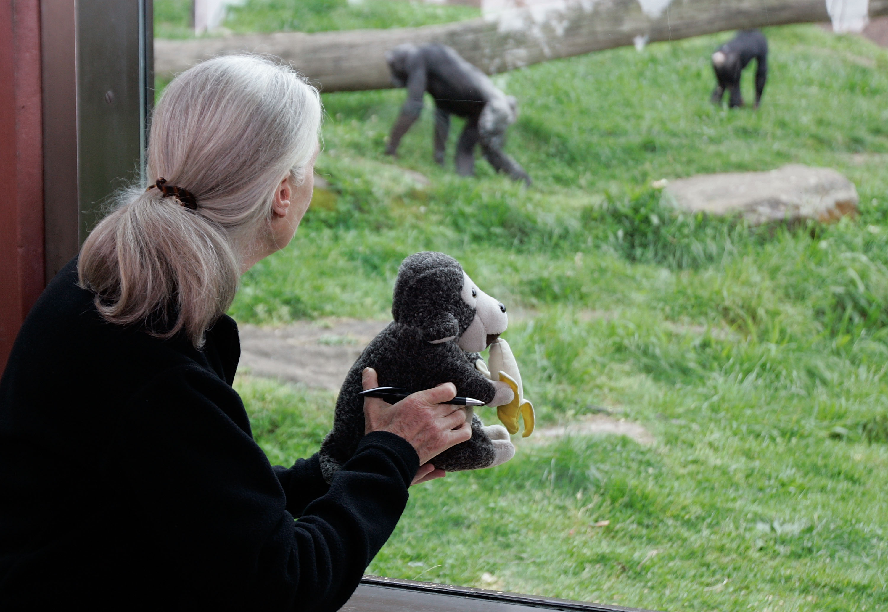 Jane Goodall at the Taronga Zoo with Mr. H in Sydney, Australia on October 11, 2008. | Source: Getty Images