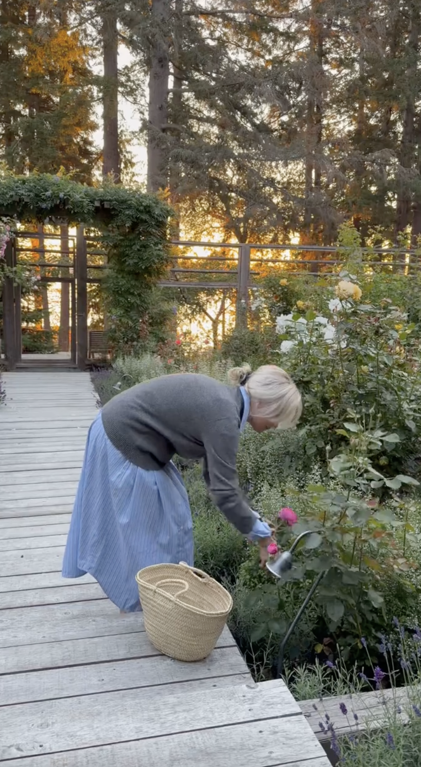 Pamela Anderson leans over a wooden boardwalk to trim fresh pink roses with garden clippers at Arcady, a woven basket resting beside her on the bleached planks. Bathed in golden morning light against white and yellow rose bushes, she embraced her tranquil routine, sharing the clip with followers: "Good morning from the garden, TikTok… 🤍". | Source: TikTok/pamelaanderson