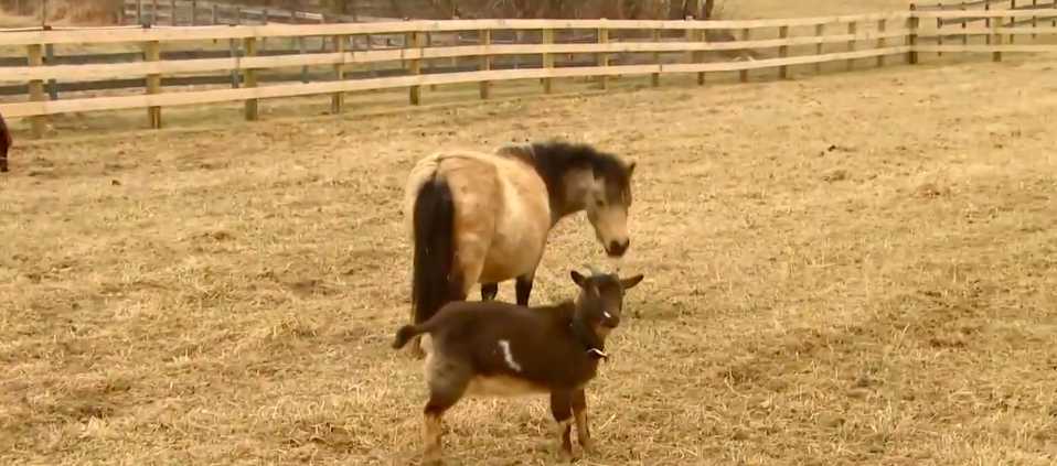 Bacon's affection for the farm animals has shaped life beyond the property itself. Sedgwick has joked that adding more species could eventually leave her husband unwilling to eat anything.