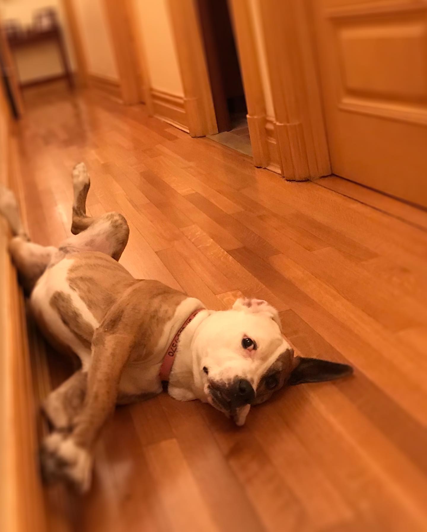 Bacon once pictured a dog as practically his only companion in Connecticut. Instead, the property ultimately became a home for a marriage, two children and a growing collection of animals. | Sourc: Instagram/kevinbacon