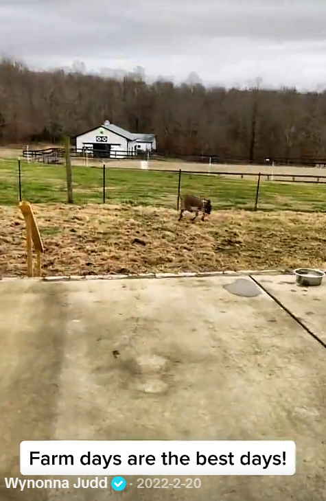 A farm animal runs across the grass near a wire fence, with a white outbuilding visible farther back. The scene adds another view of the working areas and structures around the property. | Source: Tiktok/wynonnajuddofficial