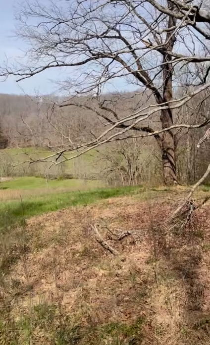 Bare branches extend across a sloping patch of ground overlooking the fields. Together with the wider landscape photographs, this view shows how open grassy areas meet the surrounding woods. | Source: Youtube/Wynonna