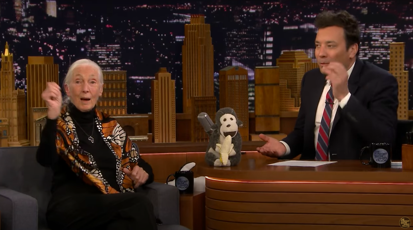 Jane Goodall explaining the story behind Mr. H to Jimmy Fallon on an episode of "The Tonight Show Starring Jimmy Fallon," posted on April 20, 2019. | Source: YouTube/The Tonight Show Starring Jimmy Fallon