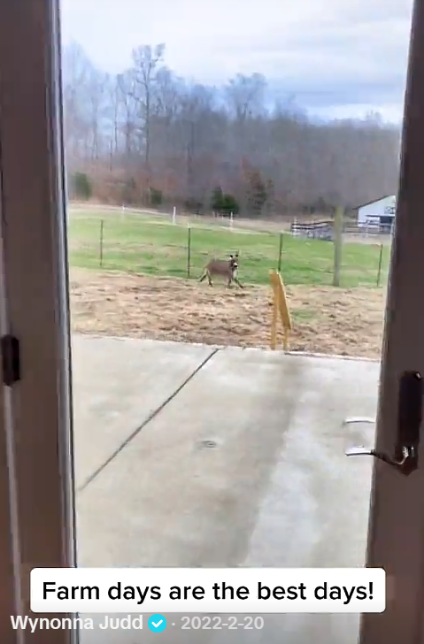 An open doorway frames a concrete patio and a fenced pasture, where an animal stands near the fence. A white outbuilding and wooded hills are visible in the distance, offering another glimpse of the farm's rural setting. | Source: Tiktok/wynonnajuddofficial