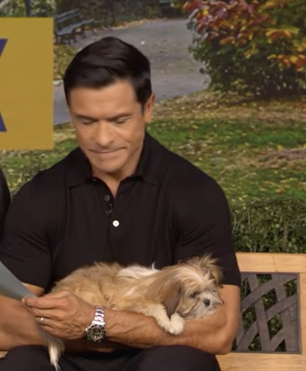 The new rescue became comfortable enough with Mark to fall asleep in his arms during their first meeting. Mark had initially been reluctant to carry a dog onto the television set. | Source: Live with Kelly and Mark/YouTube