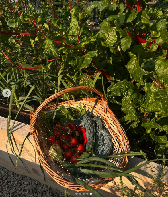 A woven wicker basket brimming with vibrant garden produce rests on the edge of a raised garden bed at Arcady, set against lush green chard with bright crimson stems. Packed with freshly picked red tomatoes, dark curly kale, leafy herbs, and green onions, the colorful harvest highlights Pamela Anderson's thriving Vancouver Island plot. She shared the bountiful snapshot alongside the simple caption, "From the garden… 🤍". | Source: Instagram/pamelaanderson