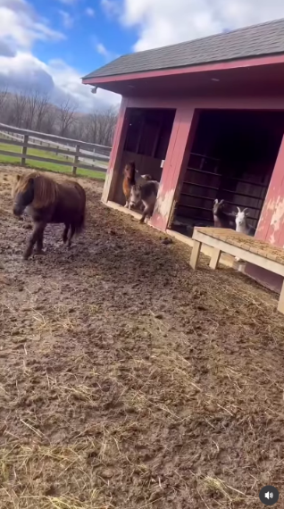The couple's Connecticut menagerie has included miniature horses alongside goats, pigs and alpacas. It is a far cry from the lone dog Bacon pictured when he first imagined his country life.