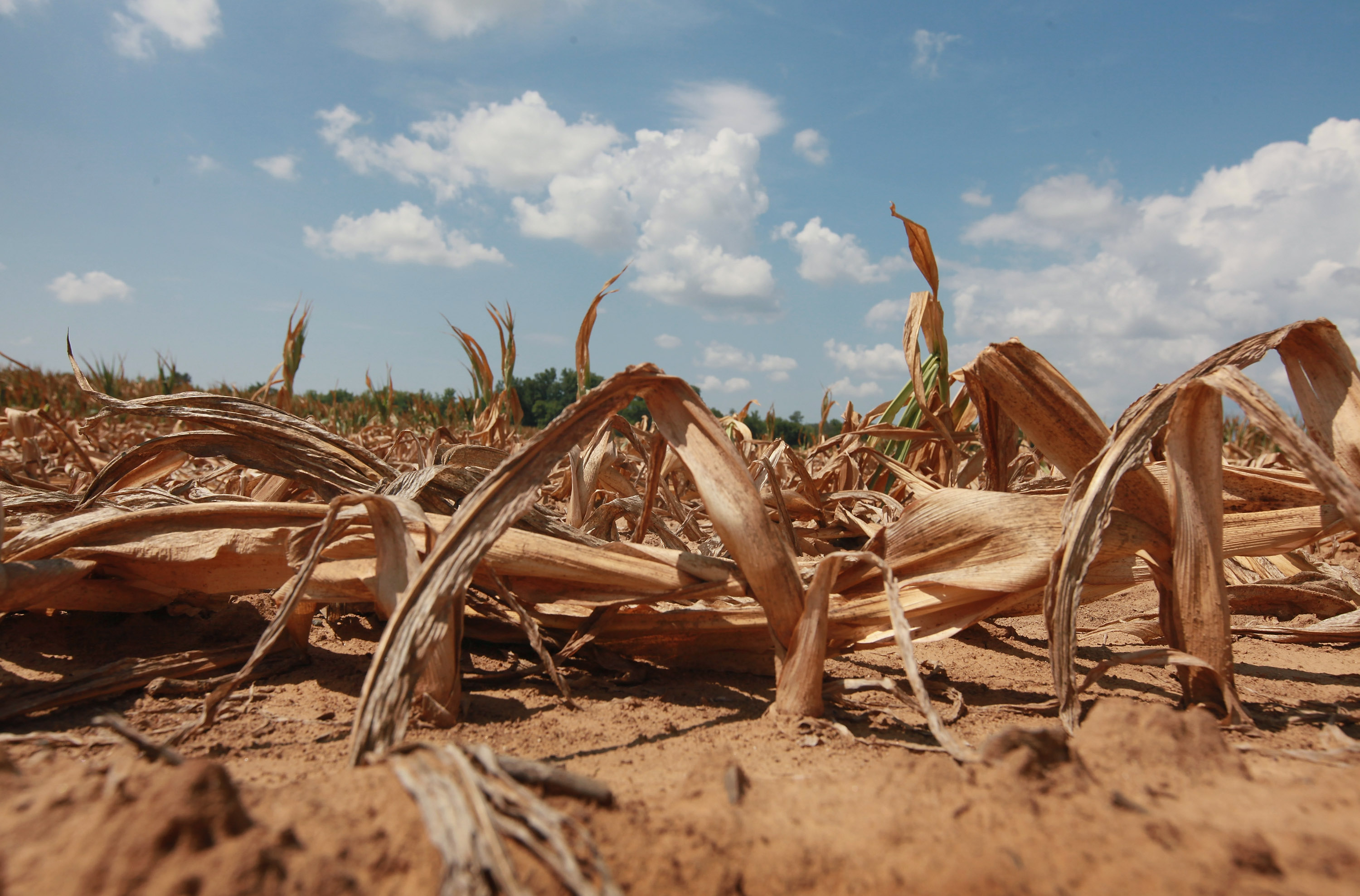 Dried corn plants lie in a field during a heat-driven drought in Shawneetown, Illinois, on July 16, 2012 | Source: Getty Images
