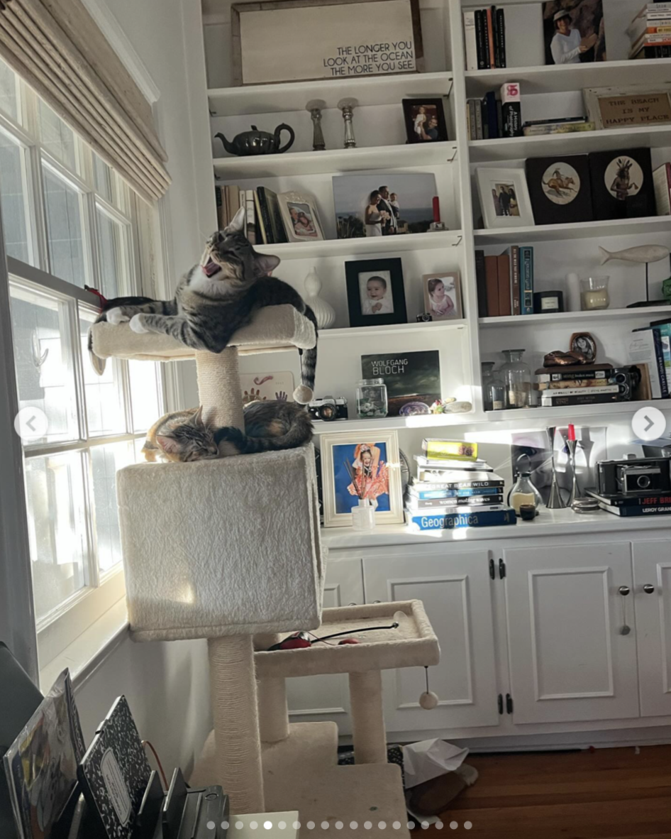 Two cats sit on a large cat tree beside built-in shelves packed with family pictures, books, cameras, and personal objects. | Source: Instagram/ Mabel Lowe