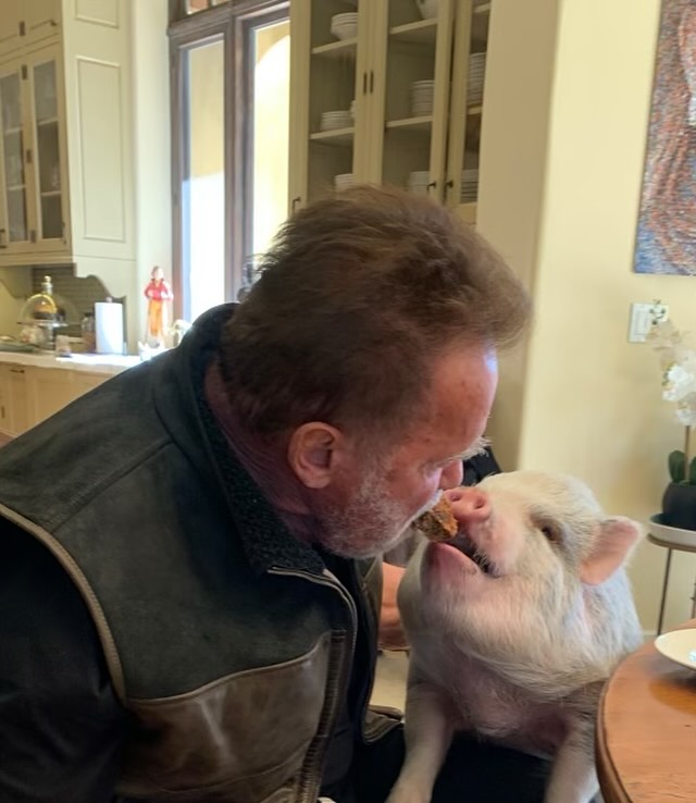 Arnold Schwarzenegger shares a cookie with his pig in a photo posted on January 17, 2024 | Source: Facebook/arnold
