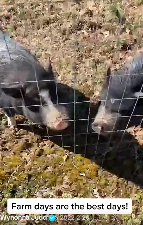 Two black pigs with pale markings stand close to a wire fence. Their appearance provides another glimpse of the animals featured in Wynonna's February 2022 post. | Source: Tiktok/wynonnajuddofficial