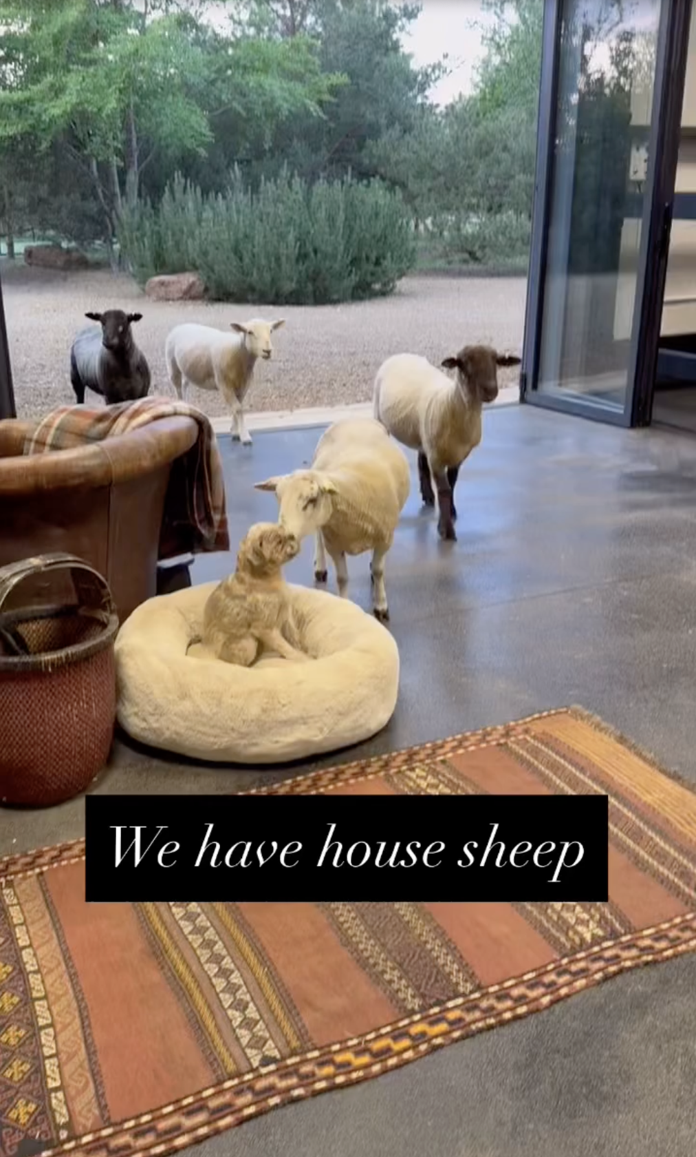 A view of Ellen DeGeneres and Portia de Rossi's home from a post dated June 16, 2025. | Source: Instagram/ellendegeneres