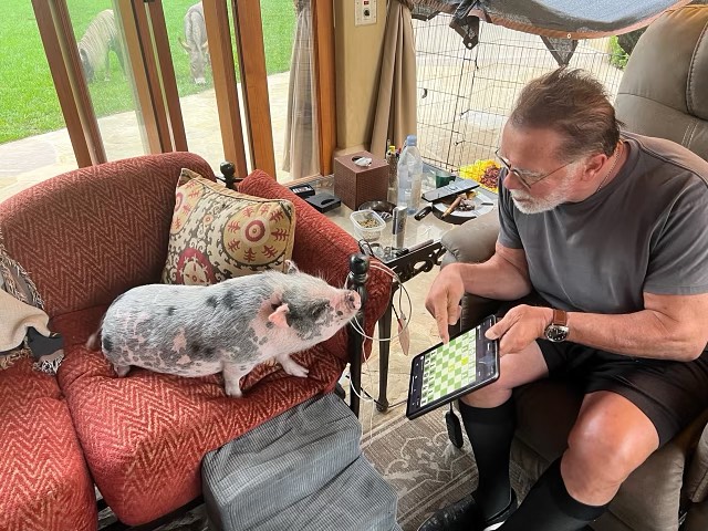 Arnold Schwarzenegger appears to teach his pig chess in a photo posted on August 15, 2023 | Source: Facebook/arnold