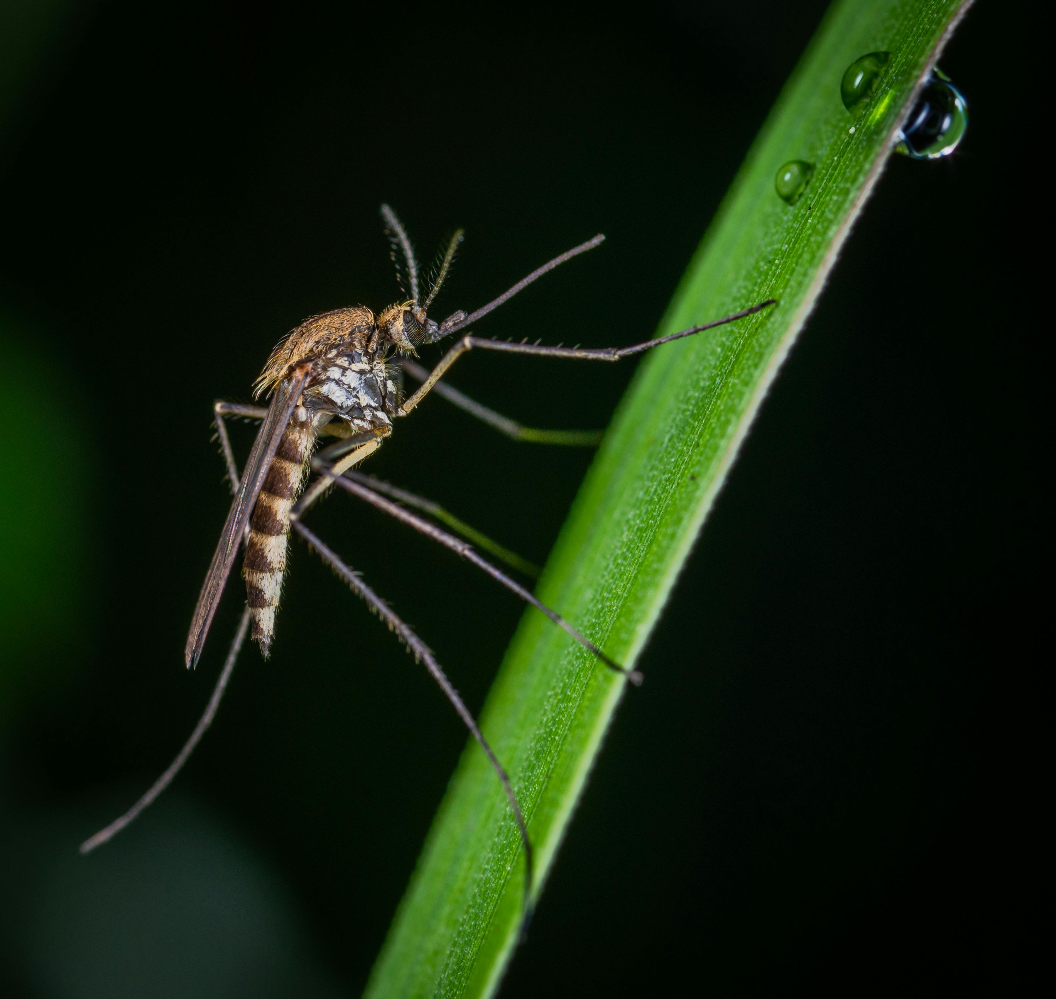 Common mosquito perched on the stem of a plant. | Source: Pexels