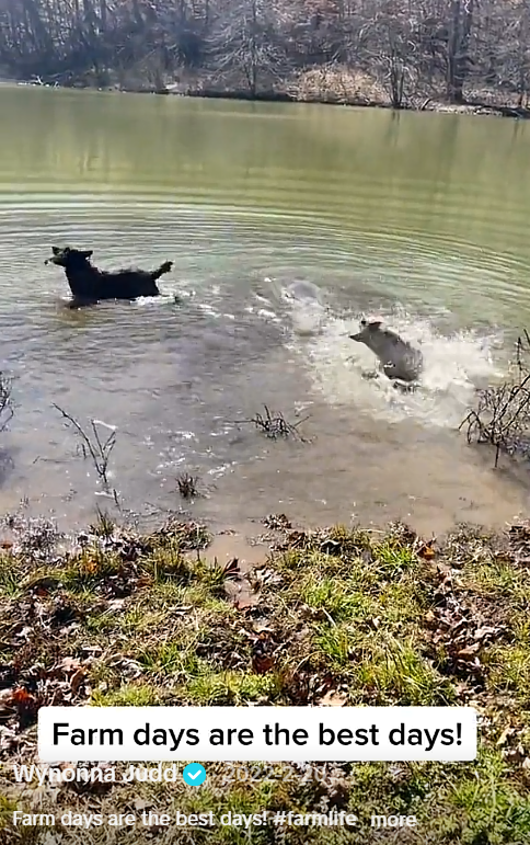 Two dogs splash through shallow water, leaving ripples across the pond. The playful moment is among the outdoor scenes Wynonna included in her post about farm days. | Source: Tiktok/wynonnajuddofficial