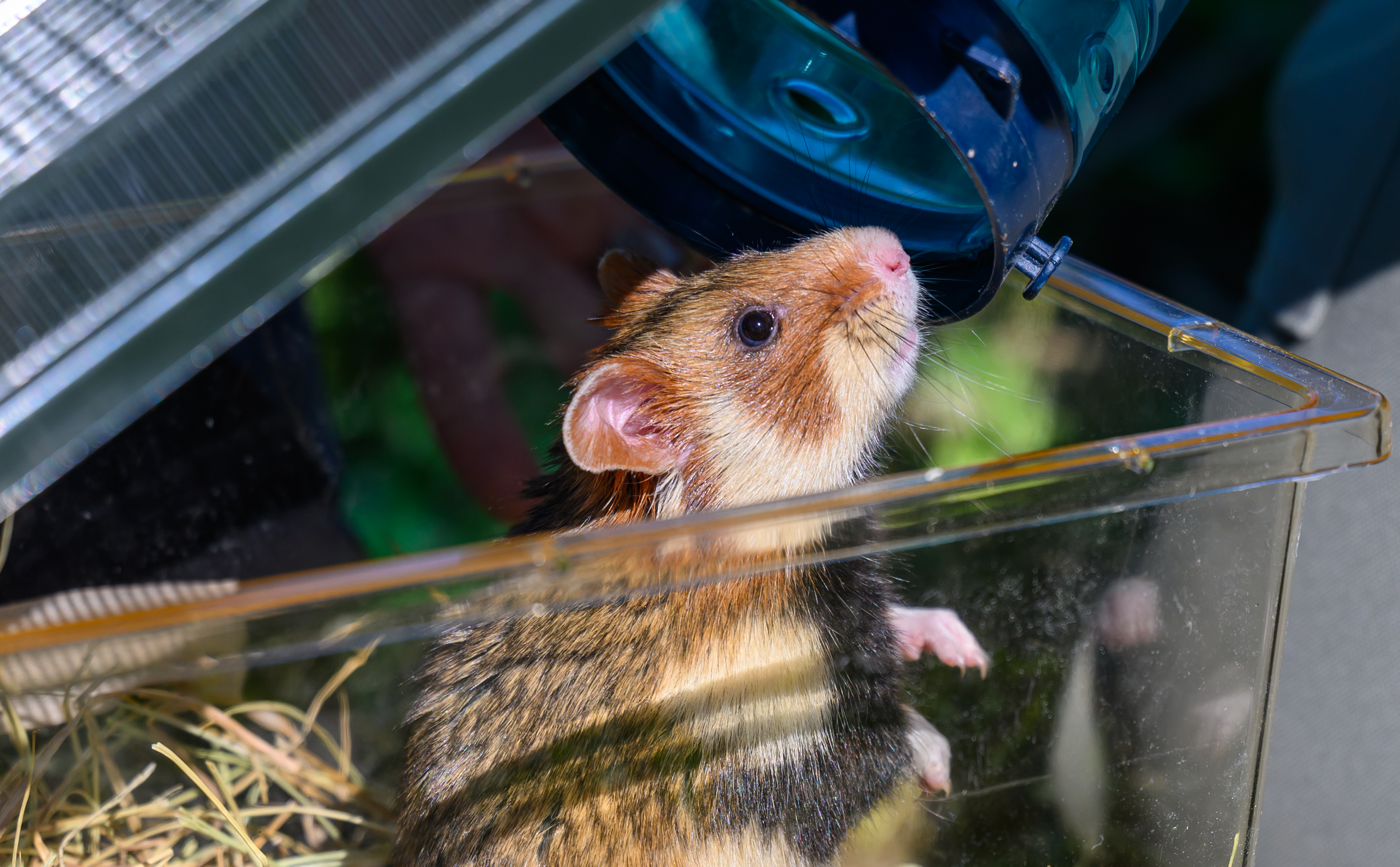 Hamster drinking from a water bottle inside a cage (illustration purposes only) | Source: Getty Images