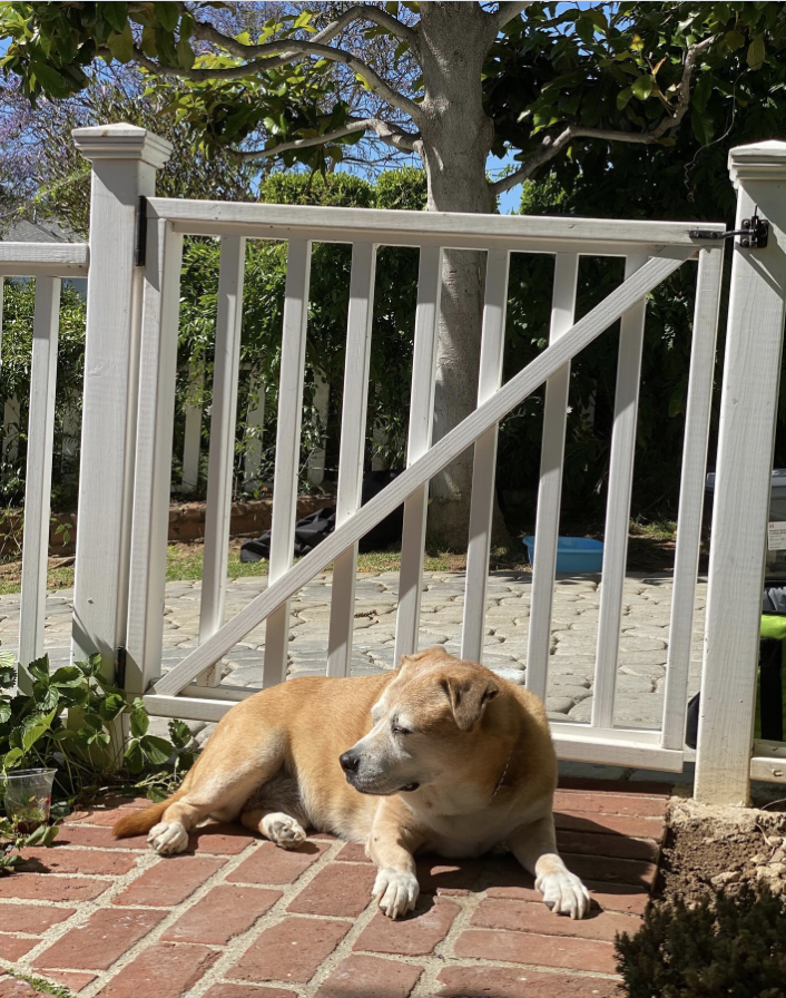 The family’s pets were part of daily life at the Pacific Palisades home, where the three girls spent years growing up before the January 2025 fire. | Source: Instagram/ Mabel Lowe