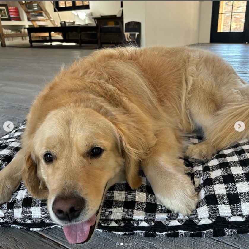 A golden retriever laying on a blanket, from a post dated April 11, 2025 | Source: Instagram/hudsongracesf