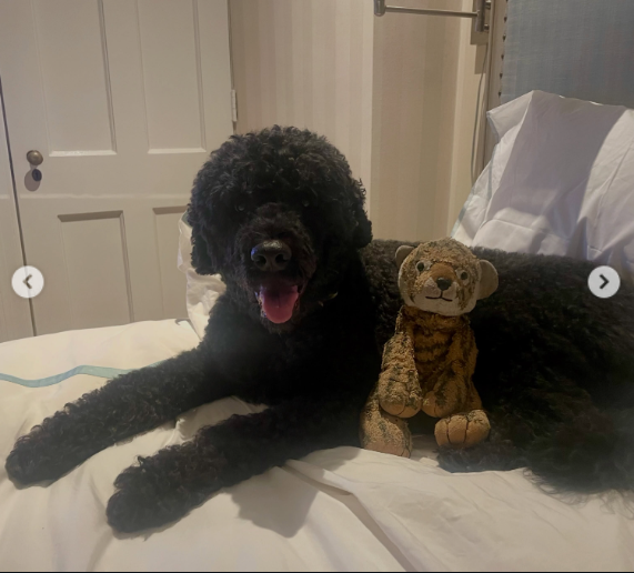 Sunny rests on a bed with a stuffed toy beside her, a later glimpse of the beloved dog whose playful habits remained part of the Obama family's memories long after her White House years. | Source: Instagram/barackobama