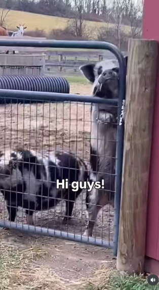 The couple's posts have turned the animals' personalities into an important part of the farm's appeal. Sedgwick has said the videos resonate because they simply make people happy.