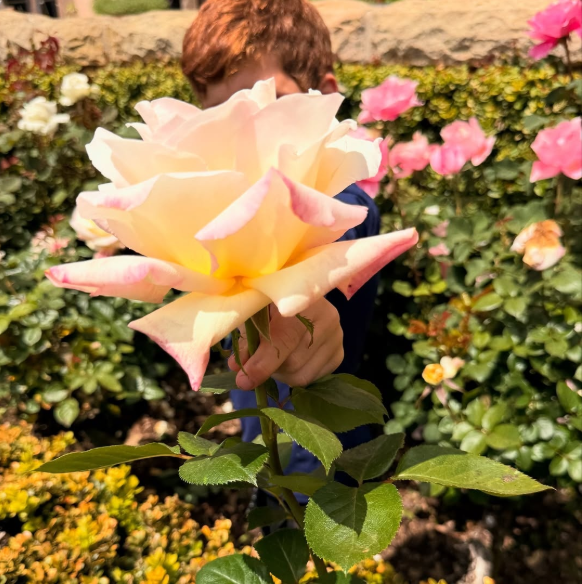 Prince Archie pictured holding a flower | Source: X@marklercel