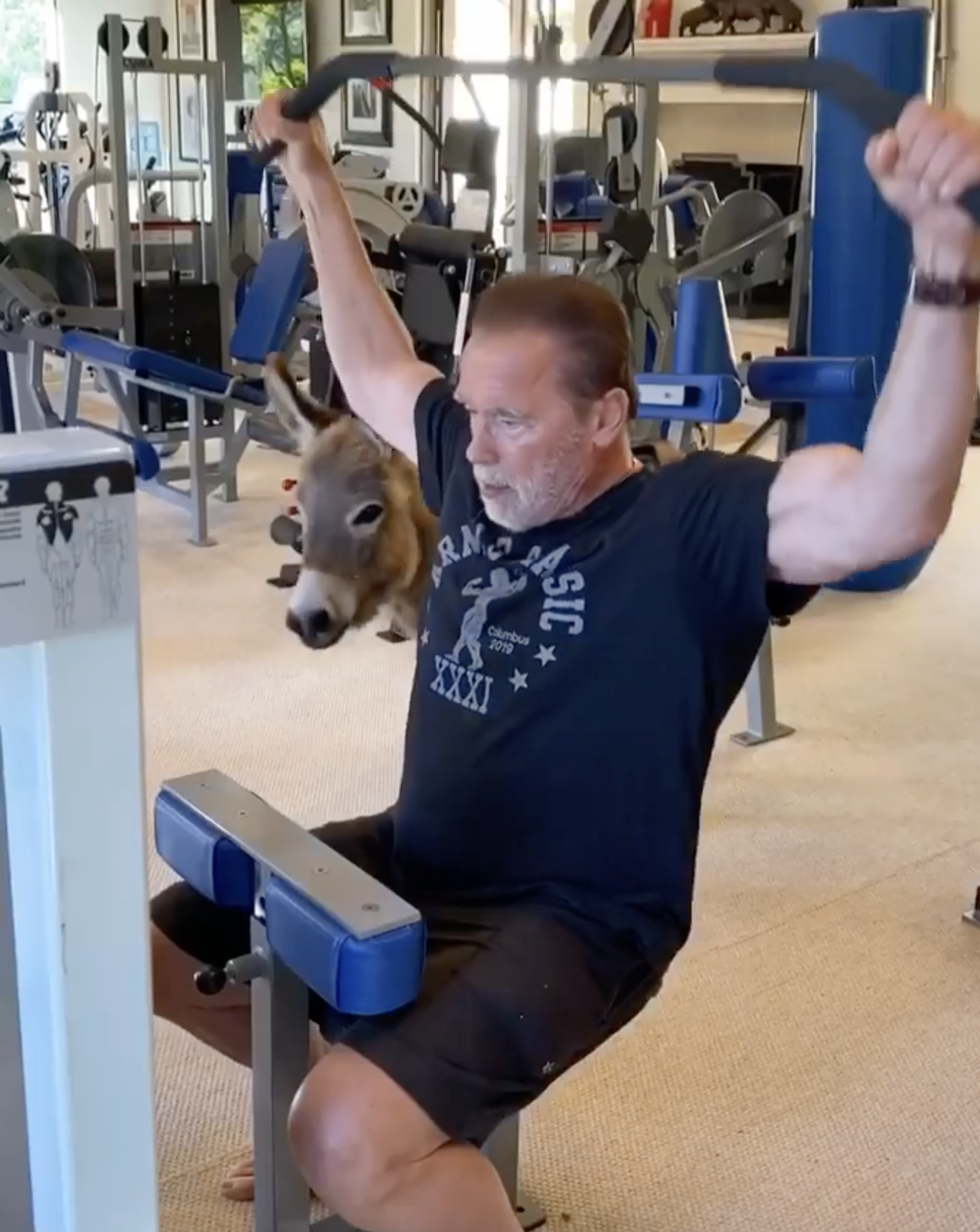 Arnold Schwarzenegger works out with his donkey by his side in a photo from a clip dated May 28, 2020 | Source: Instagram/schwarzenegger