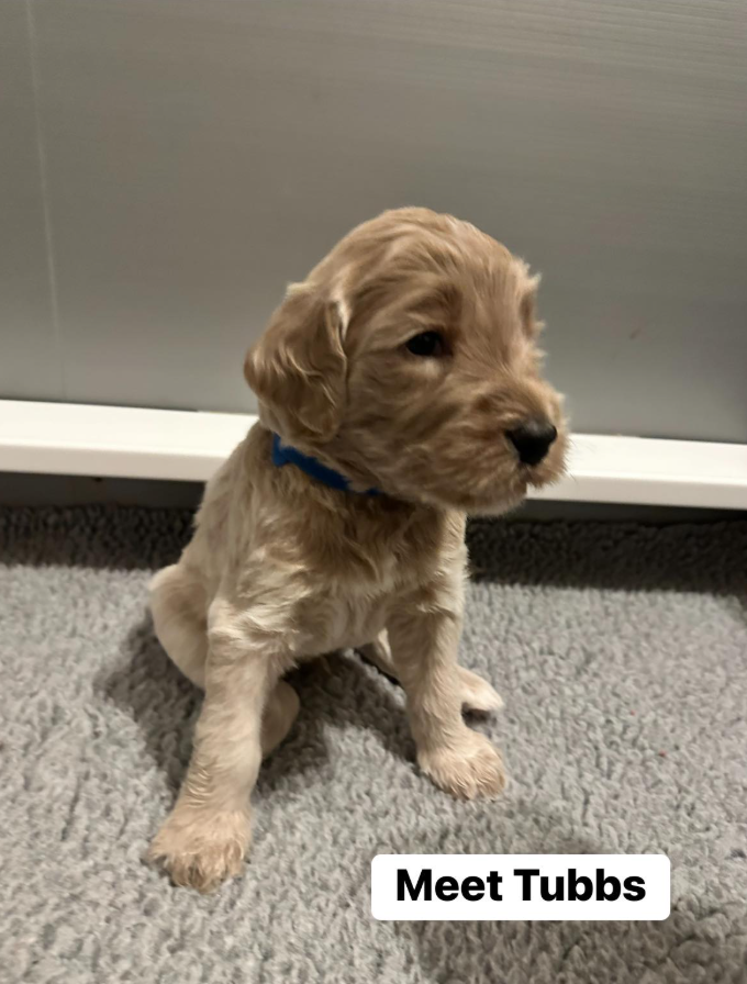 Tubbs, one of Caleb and Ashley Flynn's dogs. | Source: Facebook/AshleyFlynn